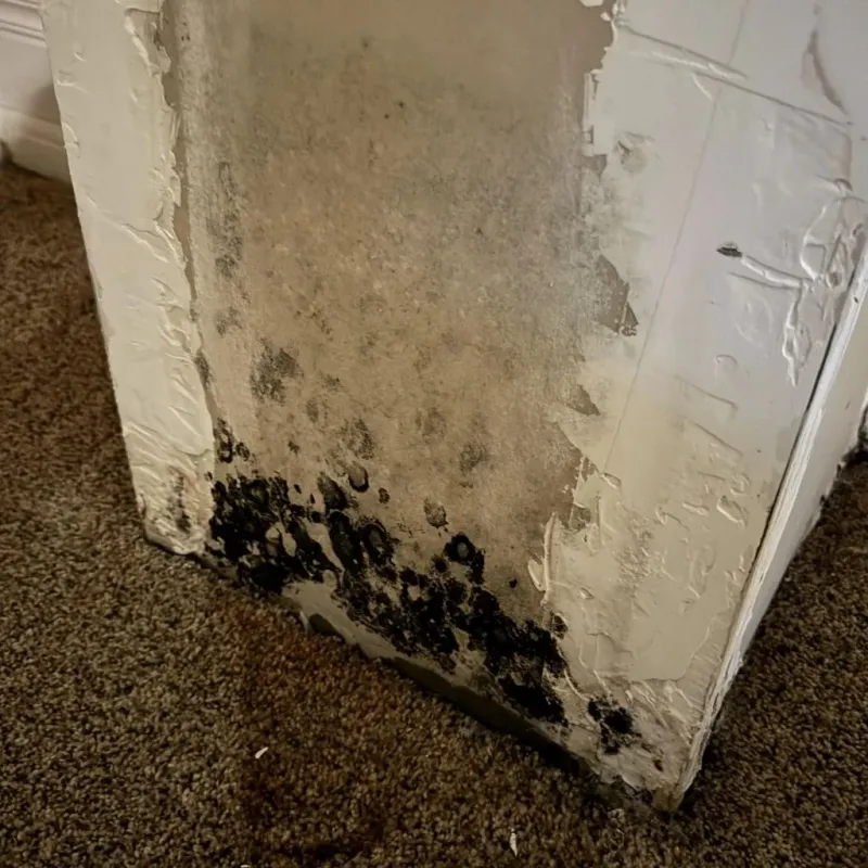 Professional Mold Removal in Middleport, OH
